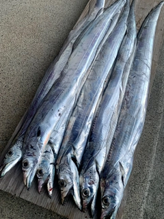 タチウオの釣果