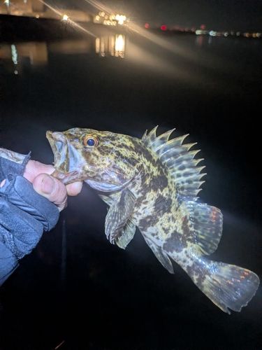 タケノコメバルの釣果