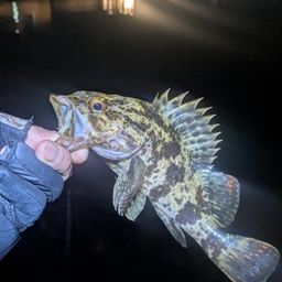 タケノコメバル