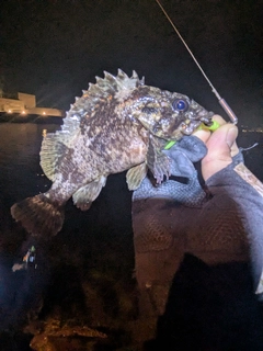 ムラソイの釣果
