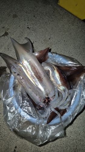 イカの釣果