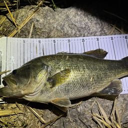 ブラックバス