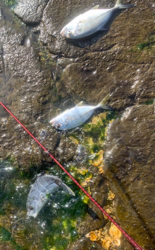 ギンガメアジの釣果