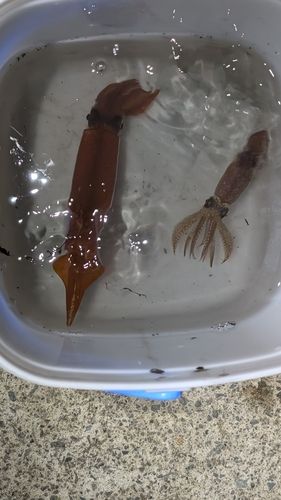 ヤリイカの釣果