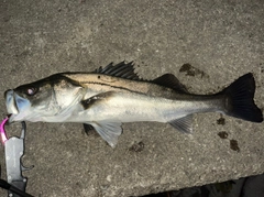 シーバスの釣果