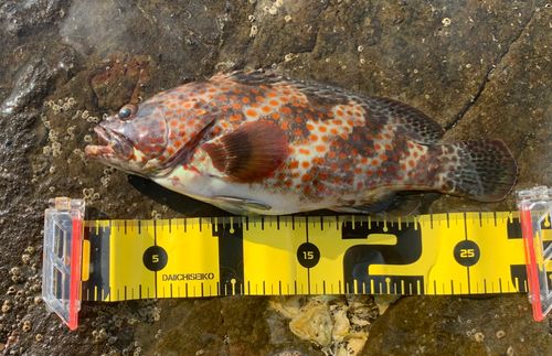 ノミノクチの釣果