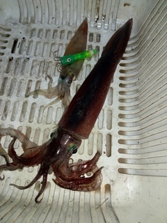 スルメイカの釣果