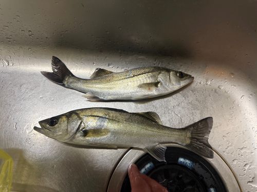 船橋港親水公園