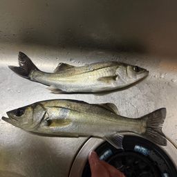 セイゴ（ヒラスズキ）