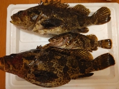 タケノコメバルの釣果