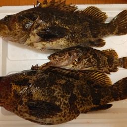 タケノコメバル