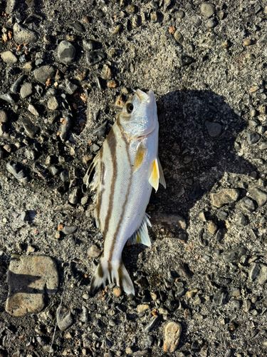 コトヒキの釣果