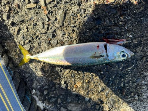 サバの釣果