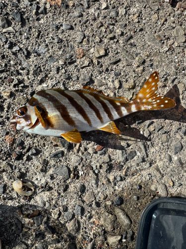 タカノハダイの釣果