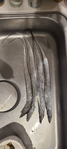 タチウオの釣果