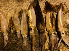 イカの釣果