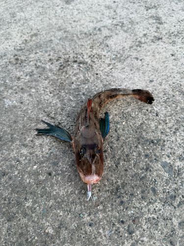 ホウボウの釣果