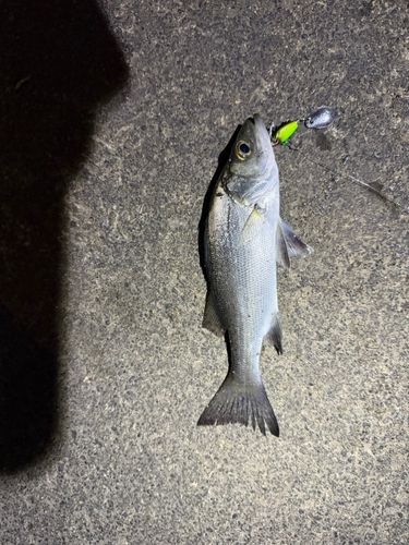 セイゴ（タイリクスズキ）の釣果