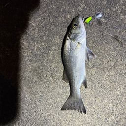 セイゴ（タイリクスズキ）