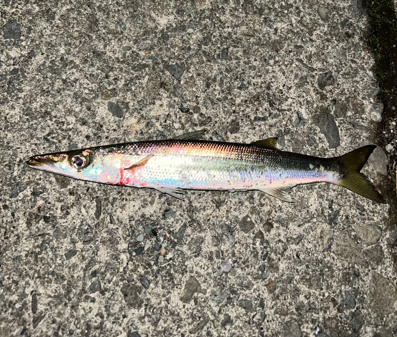 SHIMANO 23ヴァンキッシュ C3000MHGの最安値・インプレ・釣果 | 本音の