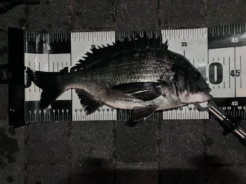 クロダイの釣果