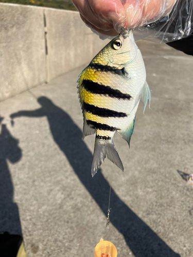 オヤビッチャの釣果
