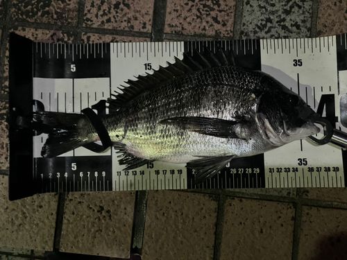 クロダイの釣果