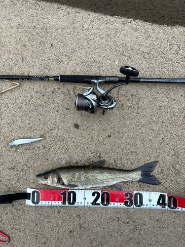 マルタウグイの釣果