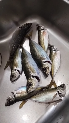 アジの釣果