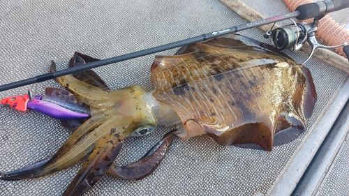 アオリイカの釣果