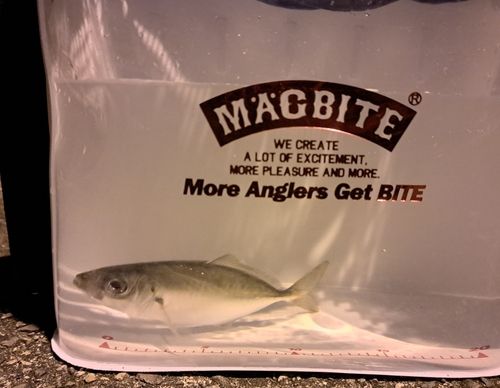 マアジの釣果