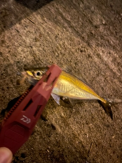マアジの釣果
