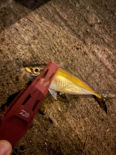 マアジの釣果