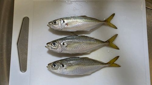 アジの釣果