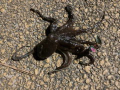 タコの釣果