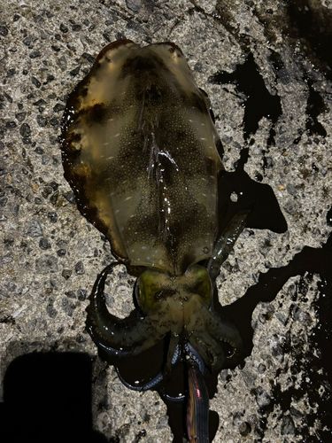 アオリイカの釣果