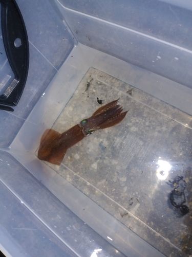 千葉港中央埠頭