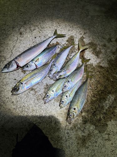 サバの釣果