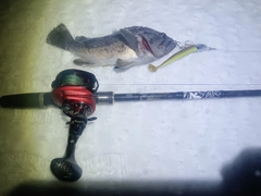 クロソイの釣果