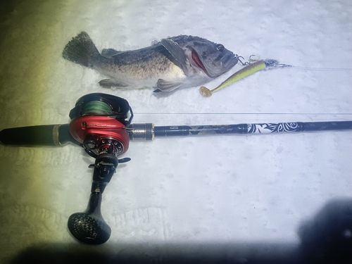 クロソイの釣果