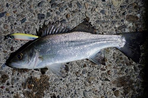 ヒラスズキの釣果