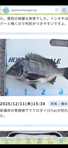 クロダイの釣果