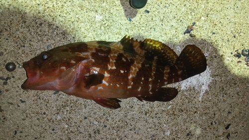 キジハタの釣果