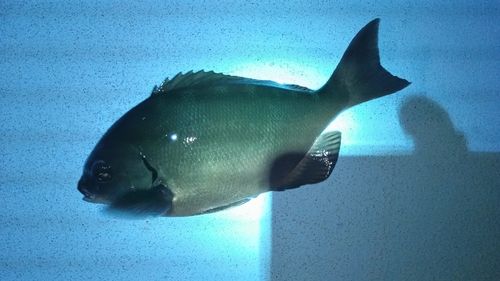 オナガグレの釣果