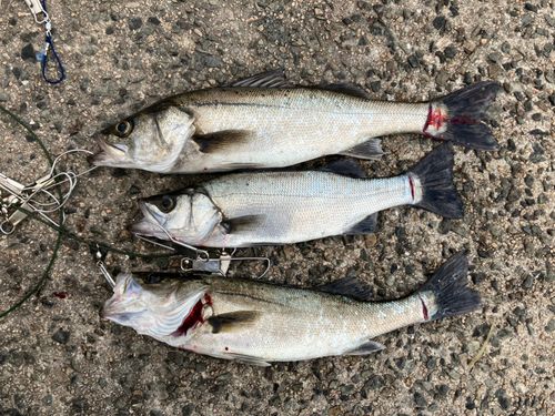 セイゴ（ヒラスズキ）の釣果