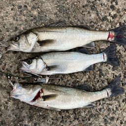 セイゴ（ヒラスズキ）