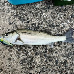 セイゴ（マルスズキ）