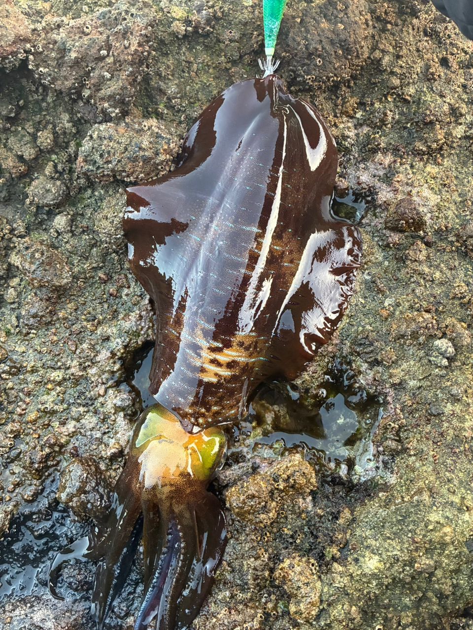 DAIWA 21エメラルダス ストイスト RT 76MMHの最安値・インプレ・釣果