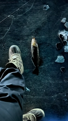 アブラコの釣果