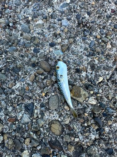 クサフグの釣果